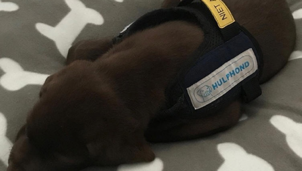 Hulphond in opleiding bij familie Springer