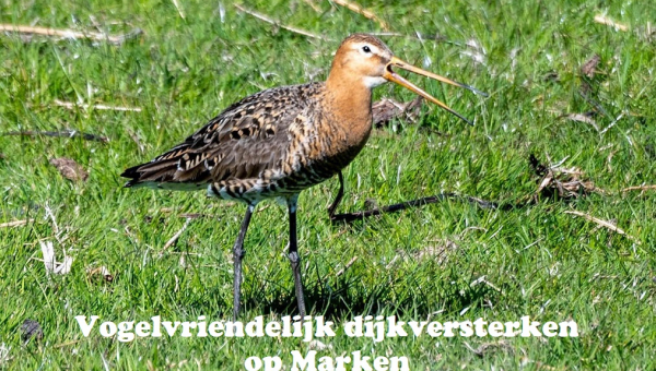 Vogelvriendelijk dijkversterken op Marken