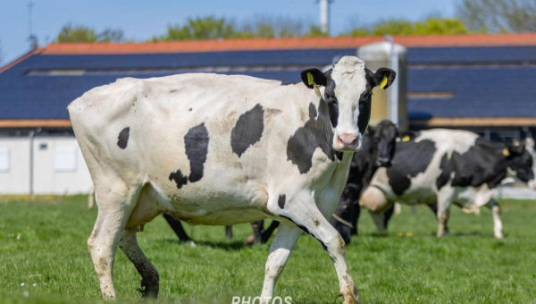 Koeien van Terlouw staan weer buiten in de wei