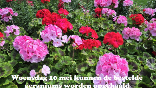Woensdag 10 mei kunnen de bestelde geraniums worden opgehaald