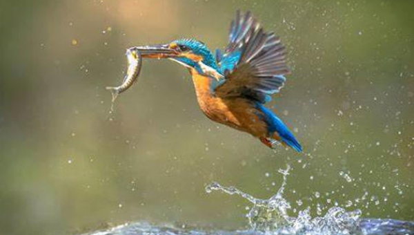 Excursie weidevogels en watervogels (wintergasten)