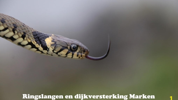 Ringslangen en dijkversterking Marken