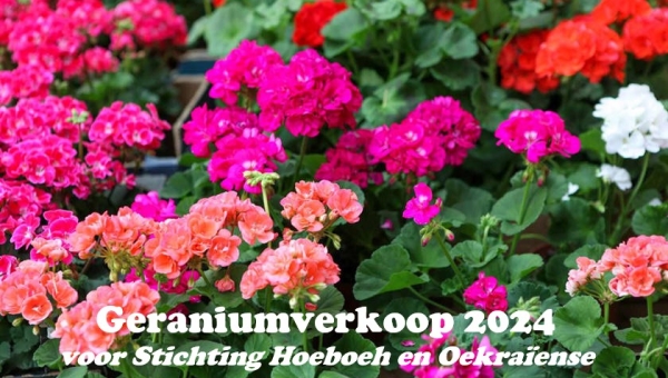 Geraniumverkoop 2024