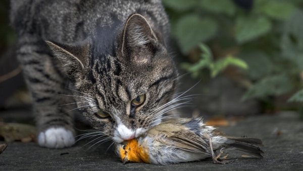 Houd je kat de komende 2 maanden binnen