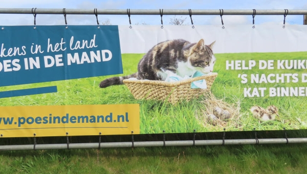 'Kuikens in het land, poes in de mand'