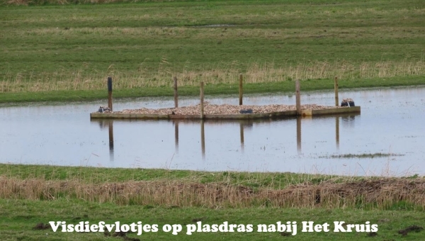 Visdiefvlotjes op plasdras nabij Het Kruis