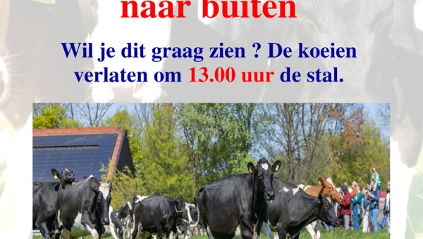 Donderdag 2 mei gaan de koeien naar buiten