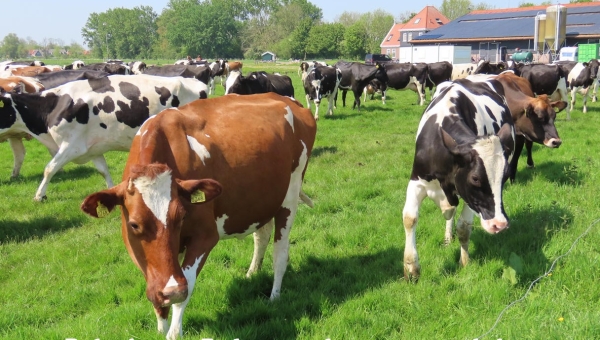 De koeien van Terlouw mochten weer naar buiten