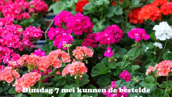 Dinsdag 7 mei kunnen de bestelde geraniums worden opgehaald