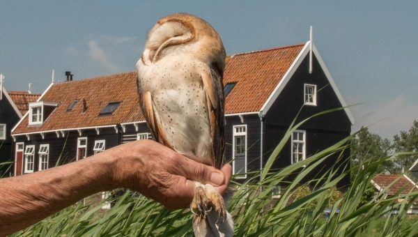 Voor het eerst kerkuilen geringd op Marken