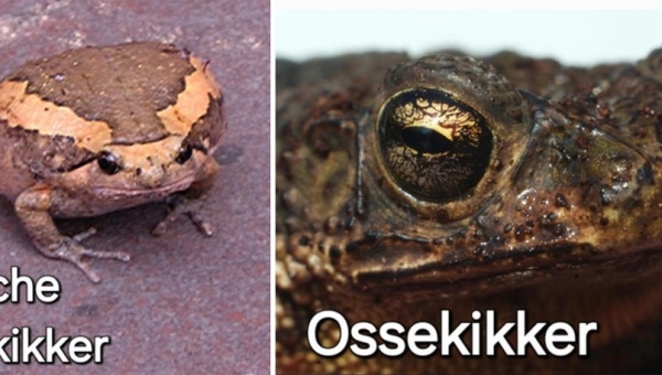 Waargenomen op Marken: 'De Nonbinaire Asokikker'