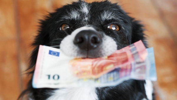 Controle hondenbelasting in Waterland