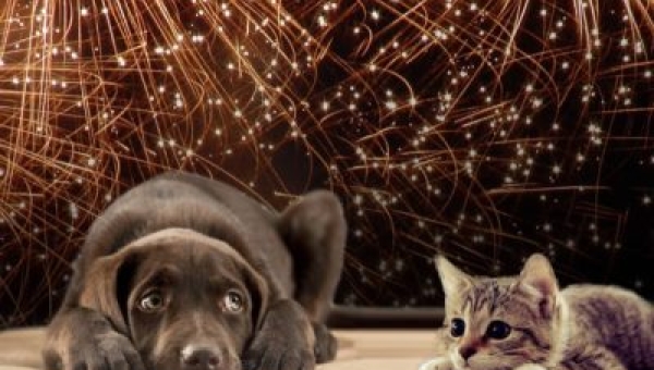 Oproep: wijs uw kinderen op gevaar vuurwerk voor dieren