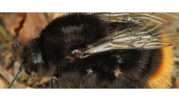 Burgeronderzoekers gezocht om de impact van pesticiden op hommels in kaart te brengen