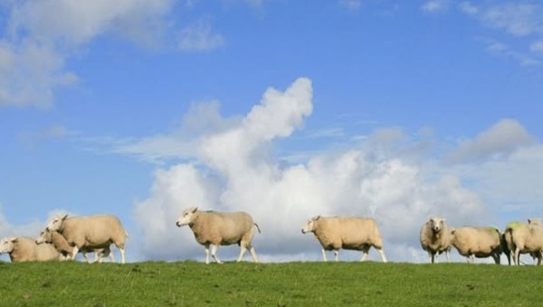 Dit is een  bericht voor alle kinderen, jongeren en ouderen die de bukdijk (nieuwe dijk) bezoeken.