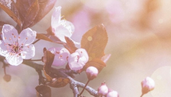 Bericht van overlijden: Neeltje de Waart