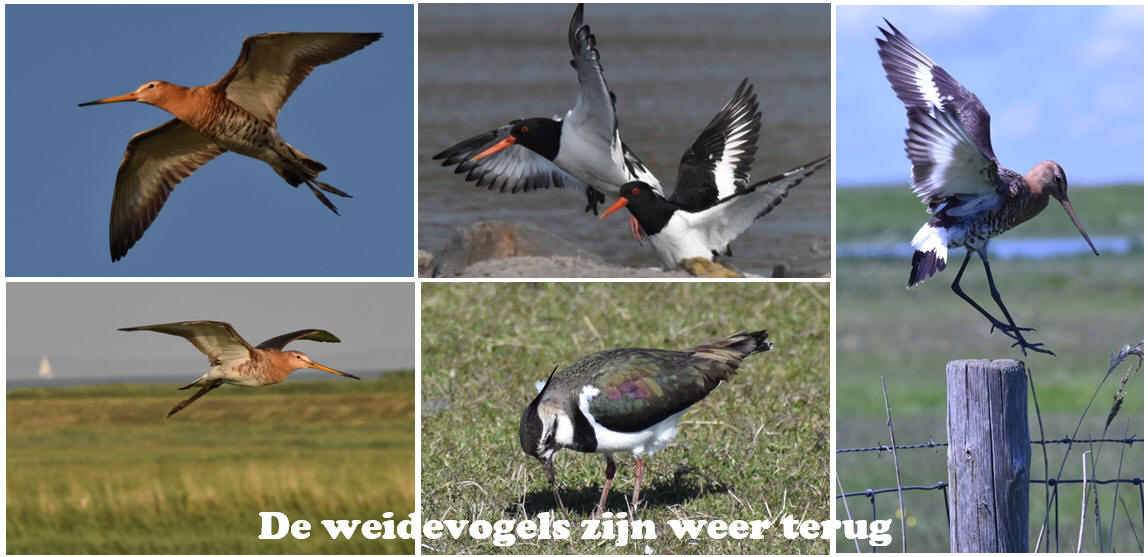 De weidevogels zijn weer terug