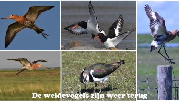 De weidevogels zijn weer terug