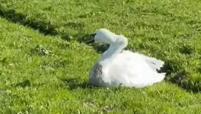 Afwijkende stand van hals bij zwaan op Marken