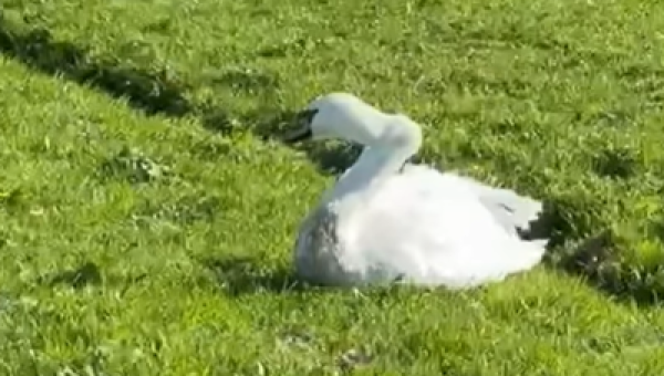 Afwijkende stand van hals bij zwaan op Marken