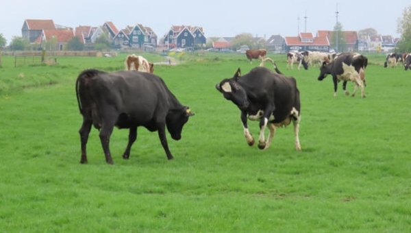 De koeien van de familie Terlouw mogen weer naar buiten