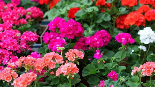 Dinsdag 6 mei kunnen de bestelde geraniums worden opgehaald