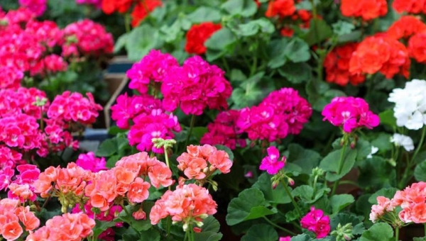 Geraniumactie van Diaconie  een groot succes