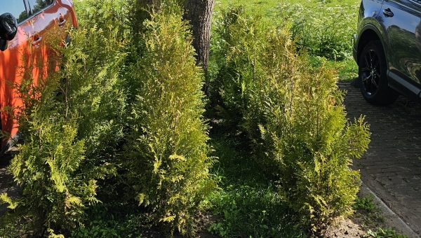 30 coniferen op 3 vierkante meter