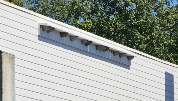 Zwaluwen krijgen nieuw onderkomen dankzij Milieu- en Natuurwerkgroep Eilandraad Marken