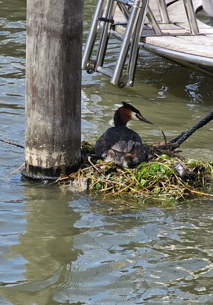 Broedende fuut in de haven