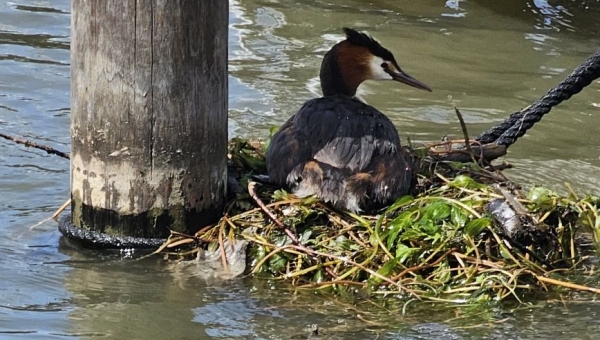 Broedende fuut in de haven