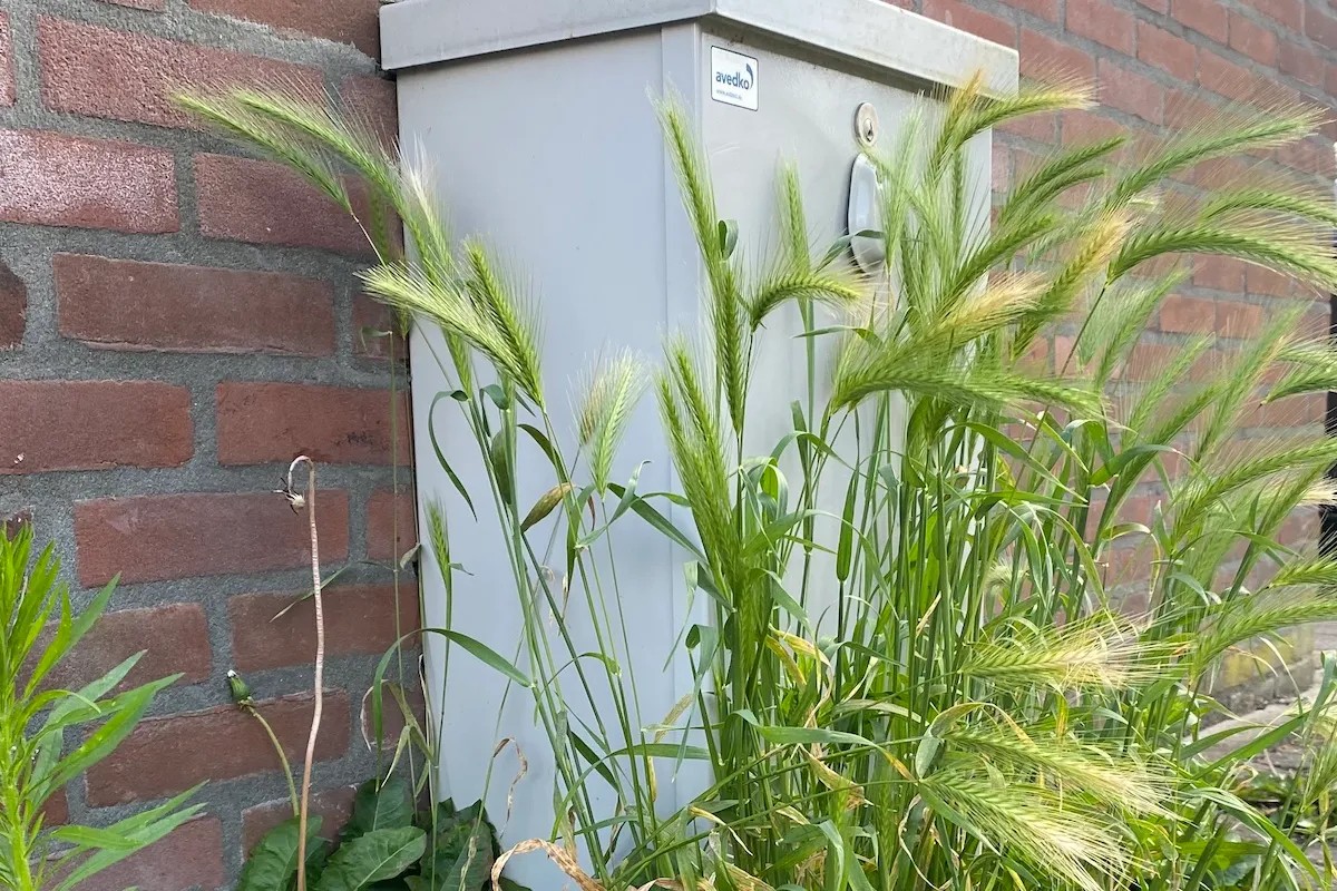 Grasaren vormen ook dit jaar weer een gevaar voor je hond.