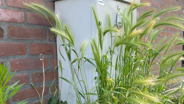 Grasaren vormen ook dit jaar weer een gevaar voor je hond.