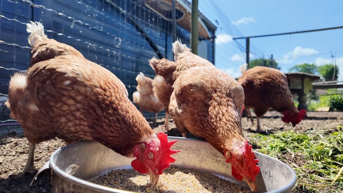 Eieren uit Waterland zitten tjokvol PFAS