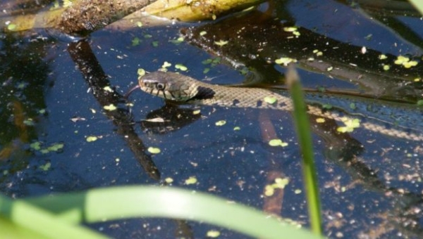 Is de ringslang een bedreiging voor de amfibieën populatie op marken