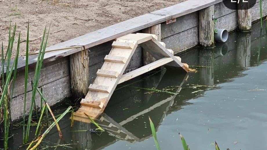 Faunatrap-eenden trap