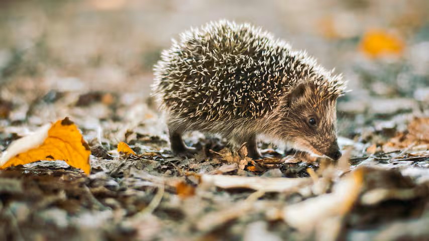 Egelopvang draait overuren: kun je zelf een egel opvangen in je tuin?Egelopvang draait overuren: kun je zelf een egel opvangen in je tuin?