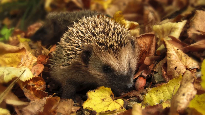 Een egel in de tuin? Zo help je hem de winter door