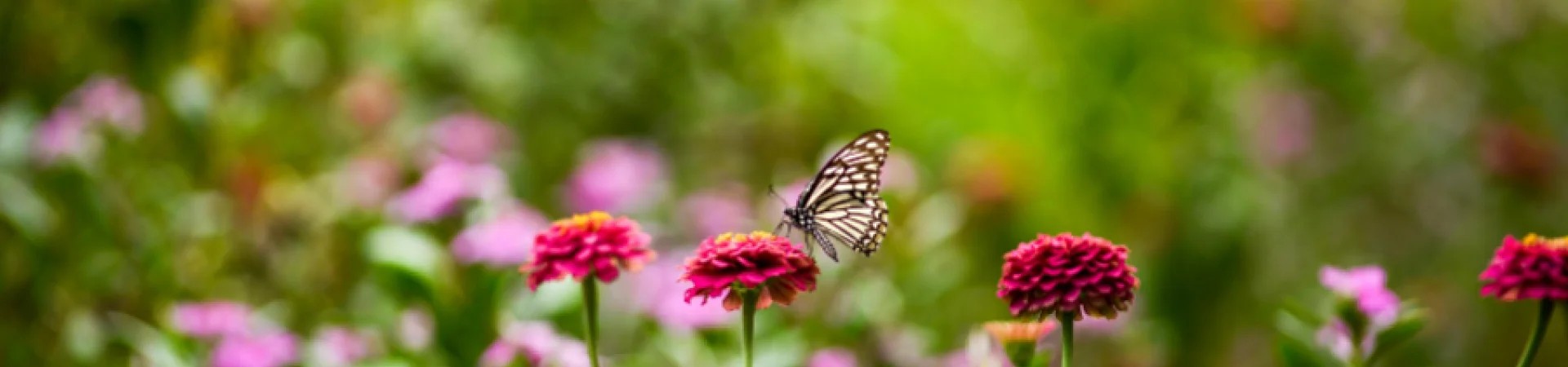 Nieuw omgevingsprogramma groen legt nadruk op leefbaarheid en biodiversiteit in Waterland