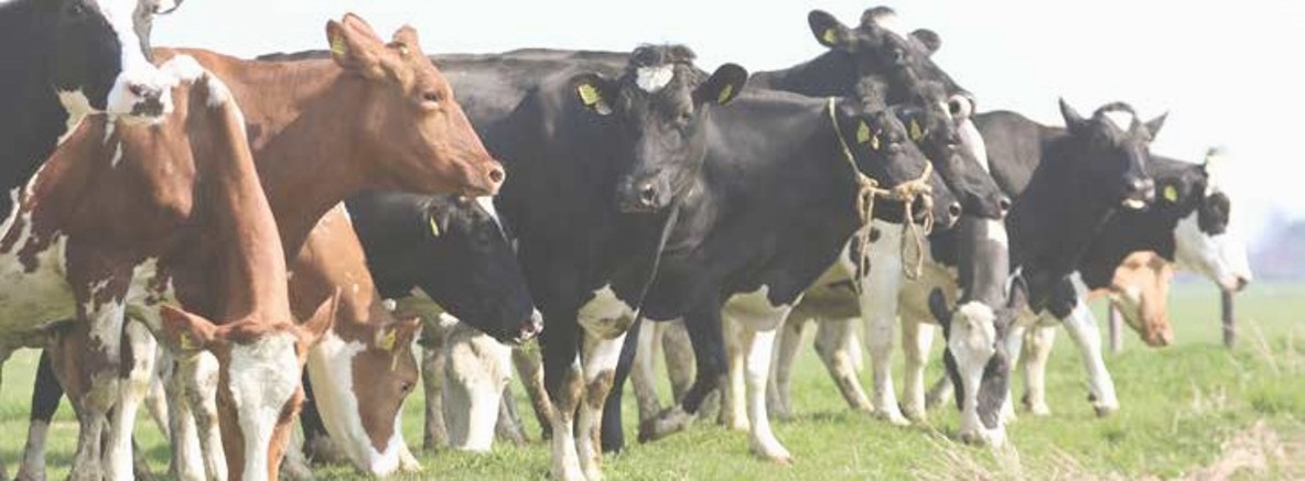 Toekomstvisie 2021 2025 mooi wonen op marken